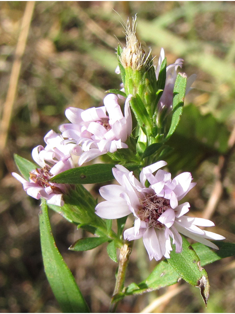 Symphyotrichum lanceolatum ssp. hesperium (White panicle aster) #36078