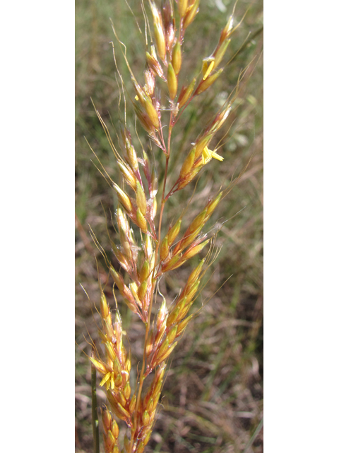 Sorghastrum nutans (Indiangrass) #36099