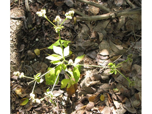 Sanicula canadensis (Canadian blacksnakeroot) #38969