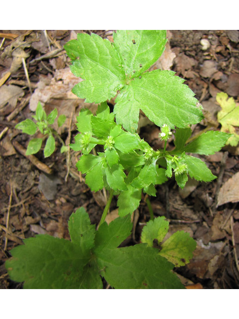 Sanicula canadensis (Canadian blacksnakeroot) #38970