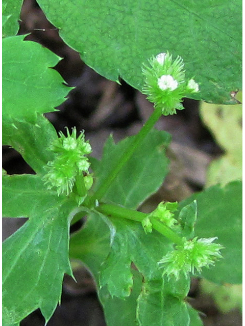 Sanicula canadensis (Canadian blacksnakeroot) #38971