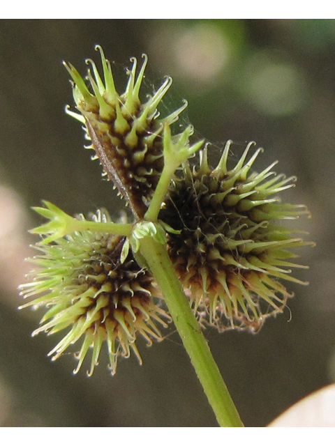 Sanicula canadensis (Canadian blacksnakeroot) #38972