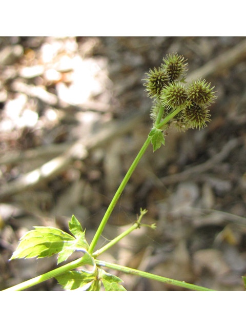 Sanicula canadensis (Canadian blacksnakeroot) #38973