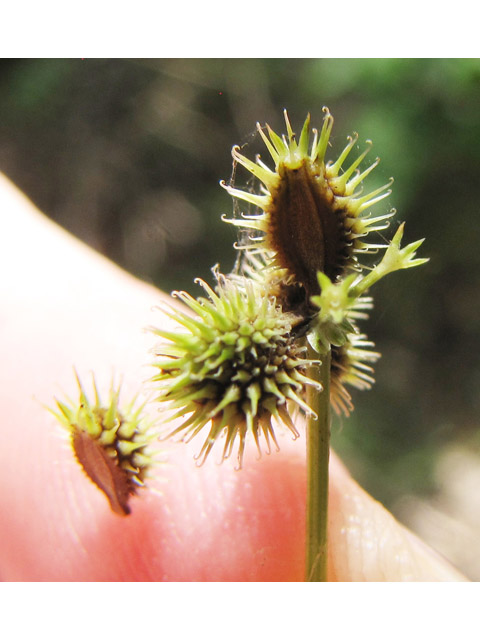 Sanicula canadensis (Canadian blacksnakeroot) #38974