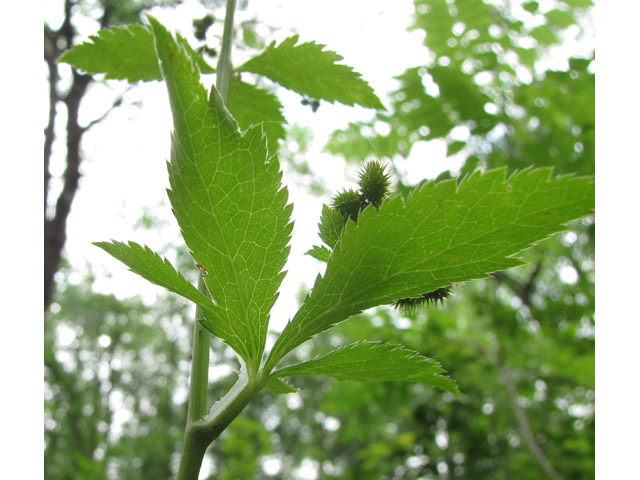 Sanicula canadensis (Canadian blacksnakeroot) #38975