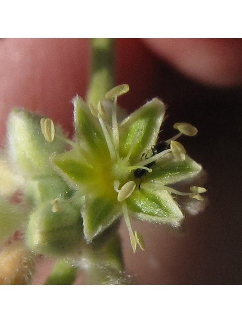 Eriogonum longifolium var. longifolium (Longleaf buckwheat) #38977