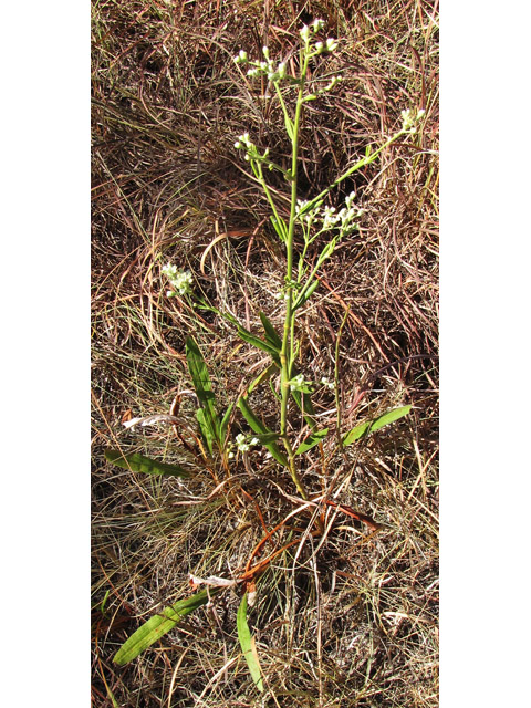 Eriogonum longifolium var. longifolium (Longleaf buckwheat) #38979