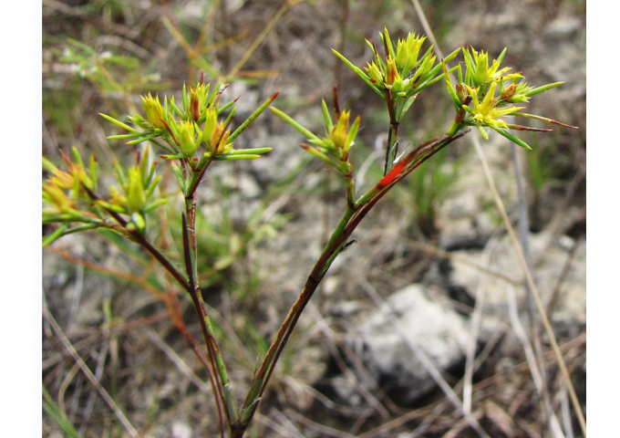 Paronychia virginica (Whitlow-wort) #38994