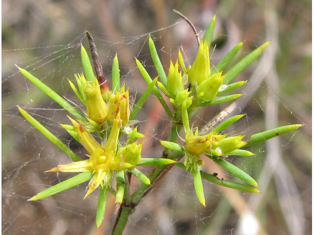 Paronychia virginica (Whitlow-wort) #38995