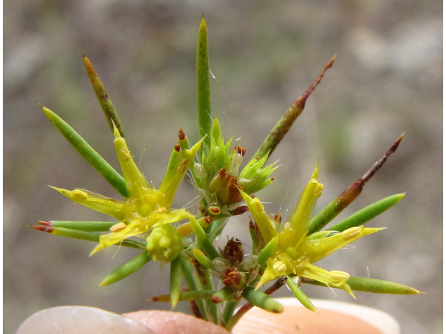 Paronychia virginica (Whitlow-wort) #38998