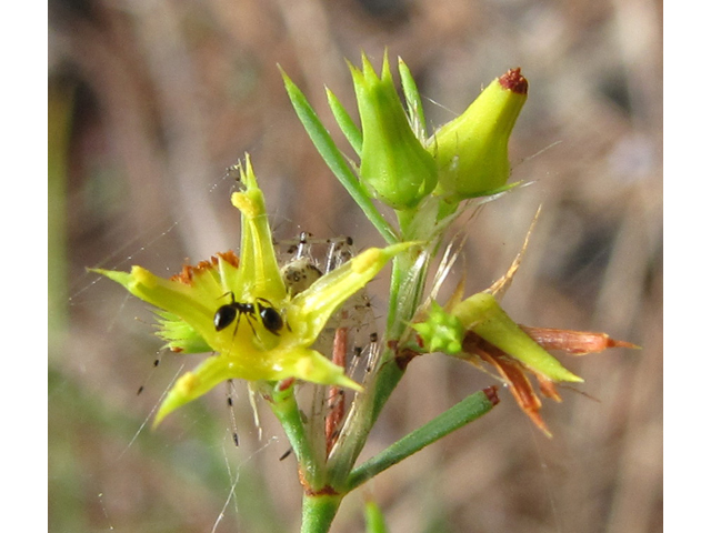 Paronychia virginica (Whitlow-wort) #39000