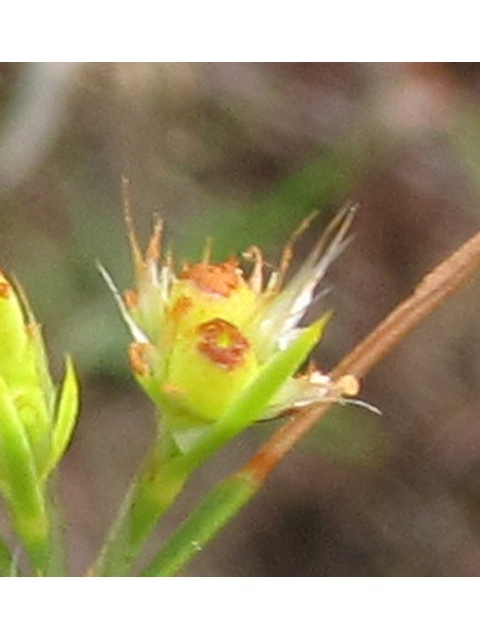 Paronychia virginica (Whitlow-wort) #39001