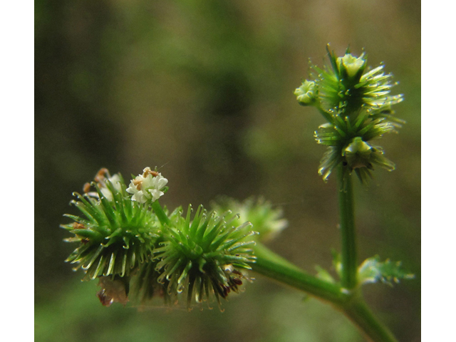 Sanicula canadensis (Canadian blacksnakeroot) #39002