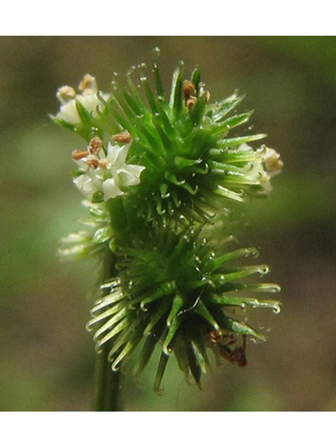 Sanicula canadensis (Canadian blacksnakeroot) #39003