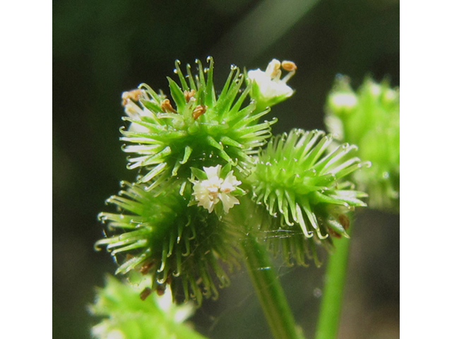 Sanicula canadensis (Canadian blacksnakeroot) #39004