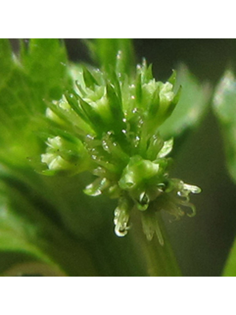 Sanicula canadensis (Canadian blacksnakeroot) #39005