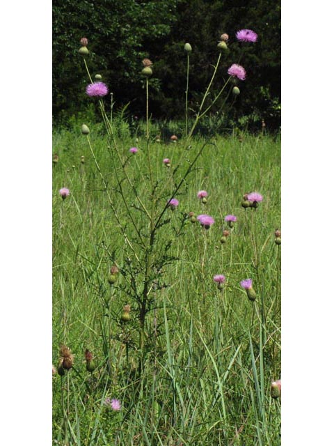 Cirsium engelmannii (Engelmann's thistle) #39006