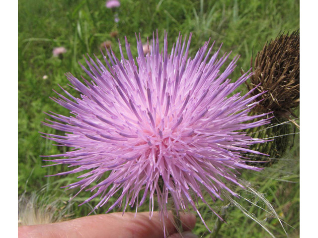 Cirsium engelmannii (Engelmann's thistle) #39009