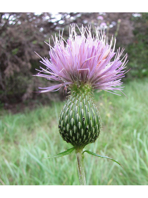 Cirsium engelmannii (Engelmann's thistle) #39012