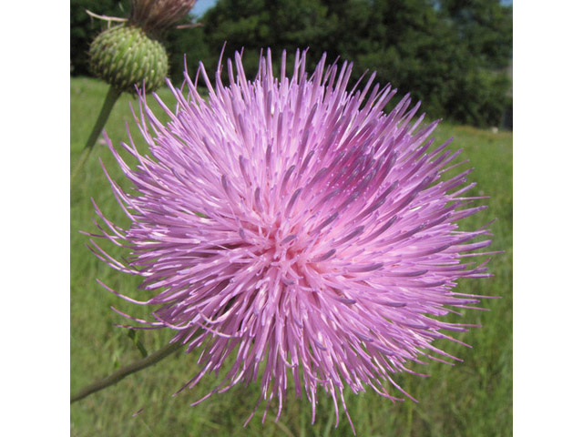 Cirsium engelmannii (Engelmann's thistle) #39014