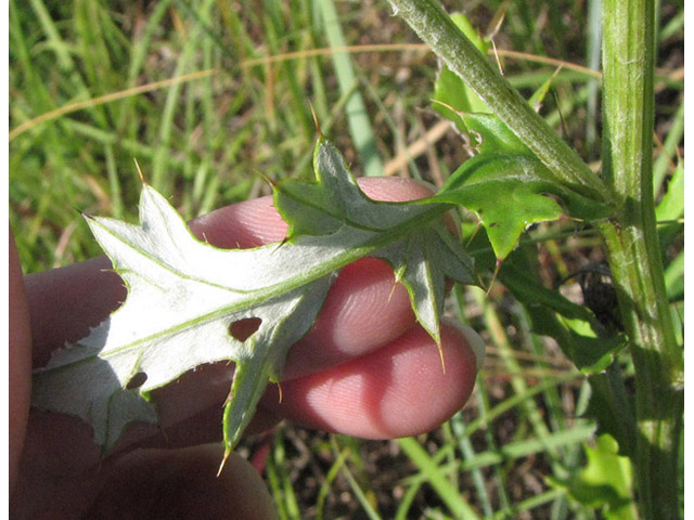 Cirsium engelmannii (Engelmann's thistle) #39017