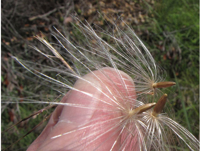 Cirsium engelmannii (Engelmann's thistle) #39019