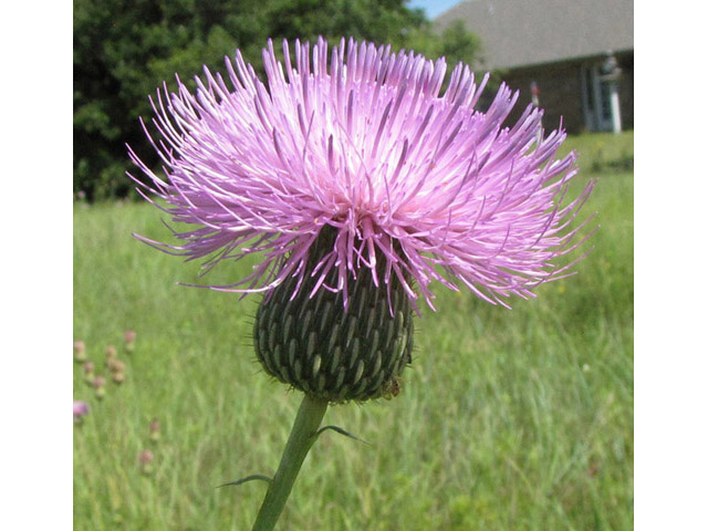 Cirsium engelmannii (Engelmann's thistle) #39020