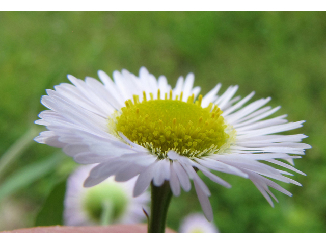 Erigeron strigosus (Prairie fleabane) #39033