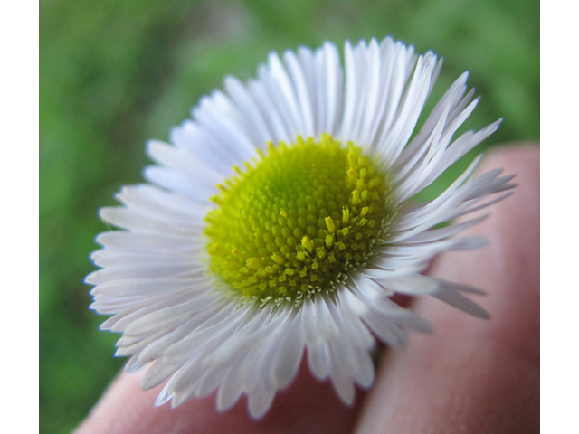 Erigeron strigosus (Prairie fleabane) #39035