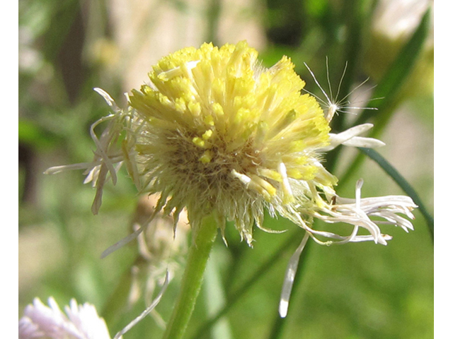 Erigeron strigosus (Prairie fleabane) #39040