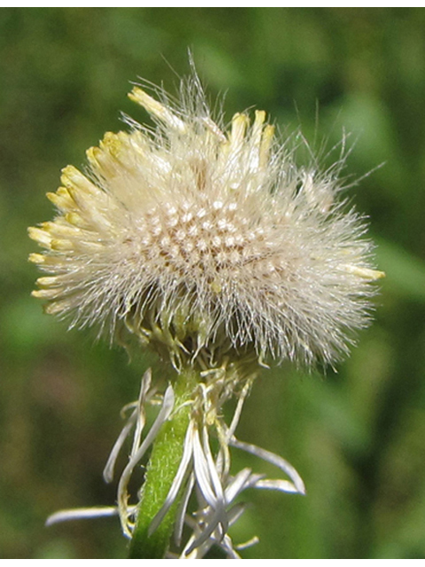 Erigeron strigosus (Prairie fleabane) #39041