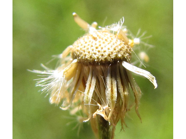 Erigeron strigosus (Prairie fleabane) #39042