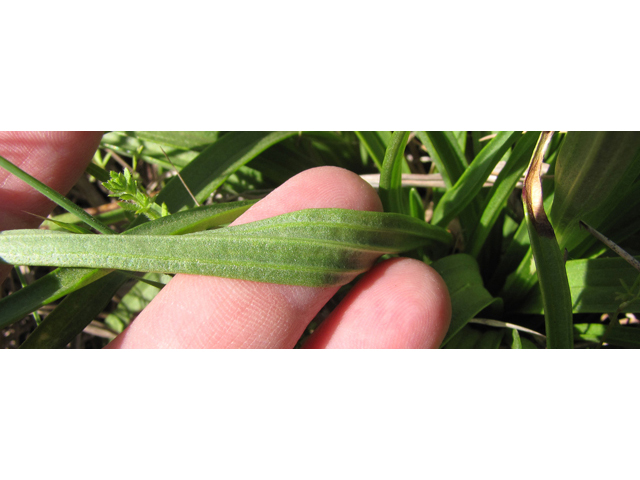 Marshallia caespitosa var. signata (Marked barbara's-buttons) #39049