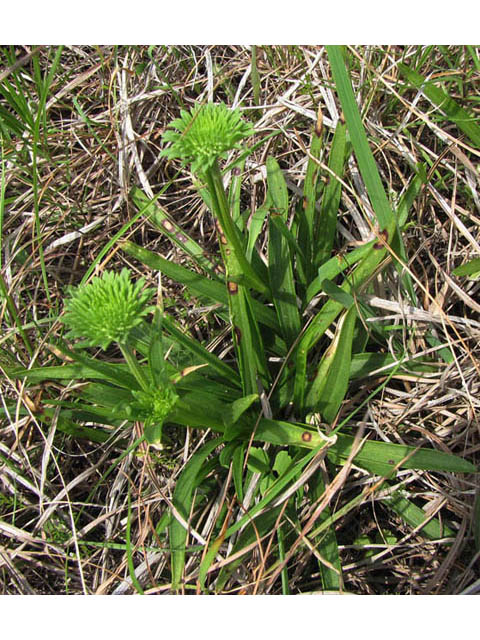 Marshallia caespitosa var. signata (Marked barbara's-buttons) #39050