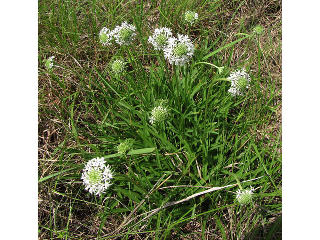 Marshallia caespitosa var. signata (Marked barbara's-buttons) #39051