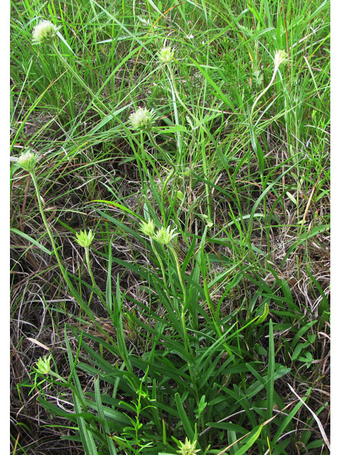 Marshallia caespitosa var. signata (Marked barbara's-buttons) #39052