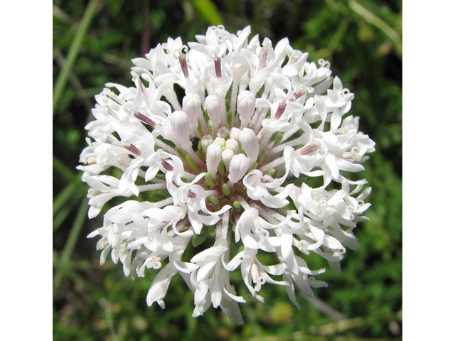 Marshallia caespitosa var. signata (Marked barbara's-buttons) #39053