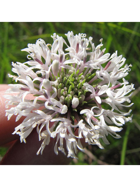 Marshallia caespitosa var. signata (Marked barbara's-buttons) #39054