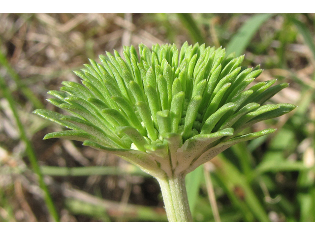 Marshallia caespitosa var. signata (Marked barbara's-buttons) #39057