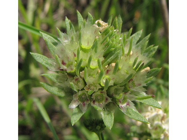 Marshallia caespitosa var. signata (Marked barbara's-buttons) #39059