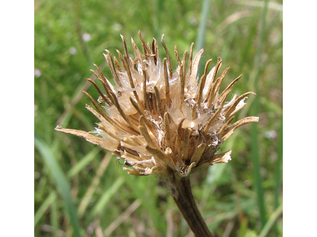 Marshallia caespitosa var. signata (Marked barbara's-buttons) #39060