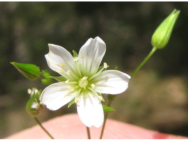 Minuartia patula (Pitcher's stitchwort) #39065