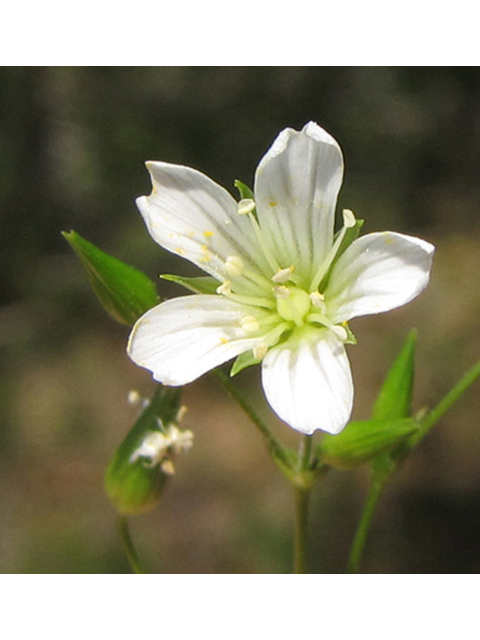 Minuartia patula (Pitcher's stitchwort) #39066