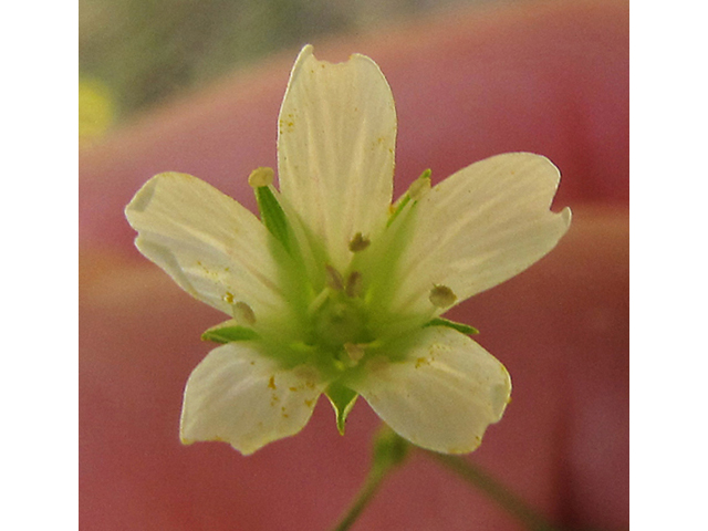 Minuartia patula (Pitcher's stitchwort) #39068