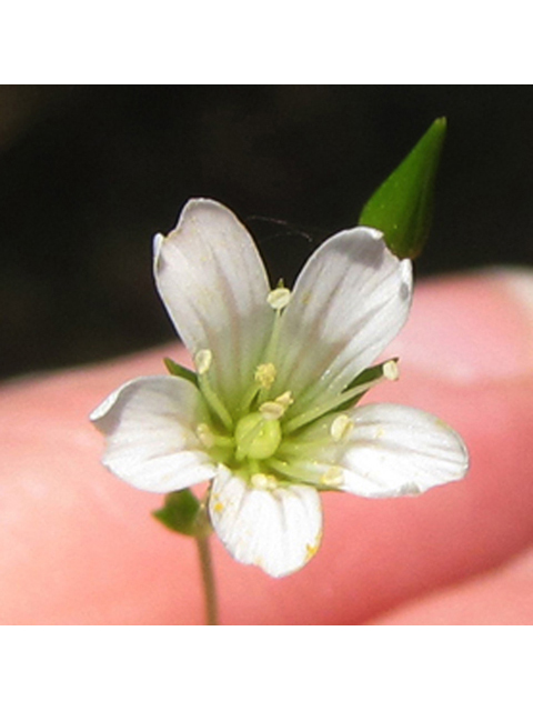 Minuartia patula (Pitcher's stitchwort) #39069