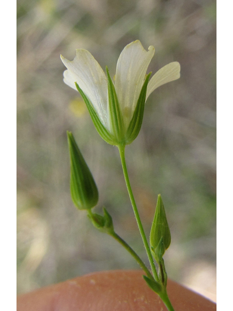 Minuartia patula (Pitcher's stitchwort) #39071