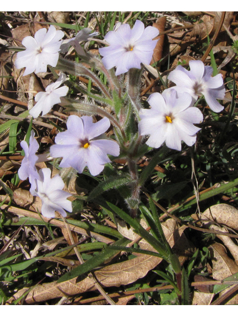 Phlox oklahomensis (Oklahoma phlox) #39073