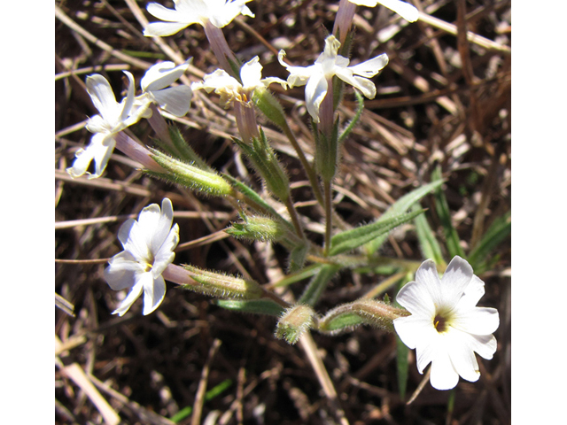 Phlox oklahomensis (Oklahoma phlox) #39074