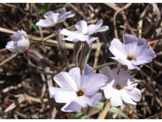 Phlox oklahomensis (Oklahoma phlox) #39075