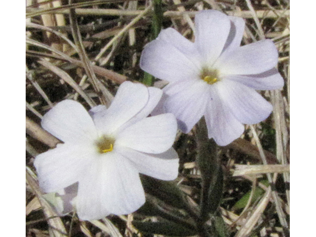 Phlox oklahomensis (Oklahoma phlox) #39076